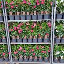 Bild von Kp17 Sundaville Piramide Pink